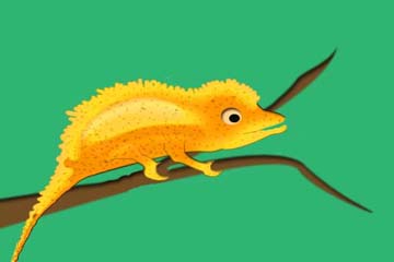 yellowbelylizard.jpg